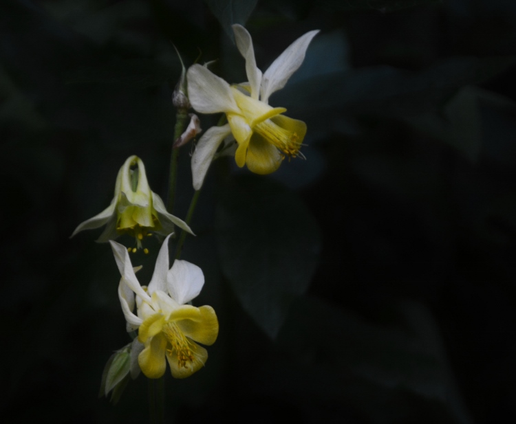 yellow columbine